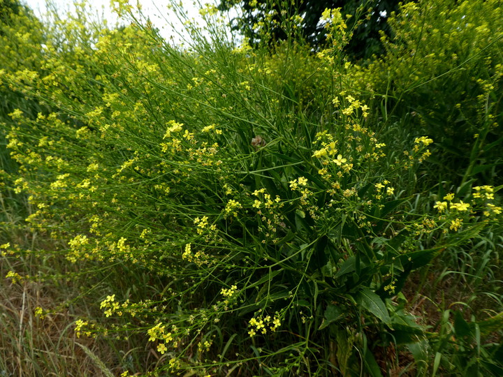 Bunias orientalis