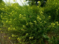 Bunias orientalis