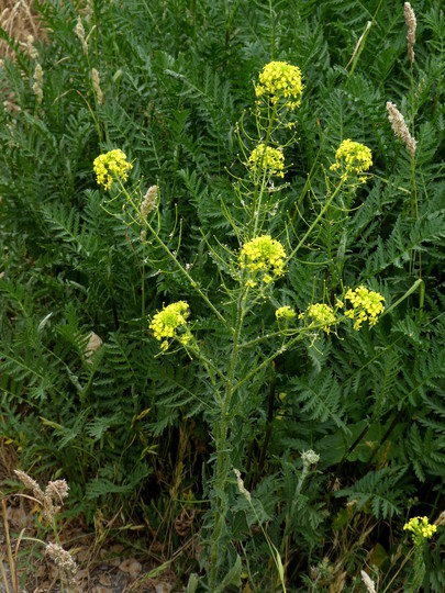 Sisymbrium loeselii