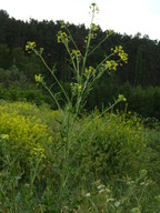 Sisymbrium loeselii