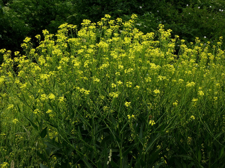 Bunias orientalis