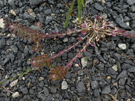 Lepidium heterophyllum