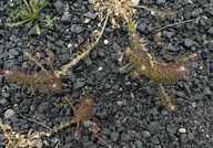 Lepidium heterophyllum