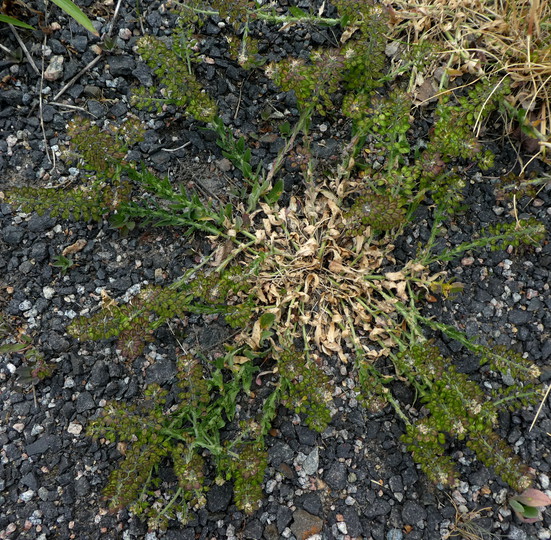 Lepidium heterophyllum