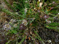 Lepidium heterophyllum