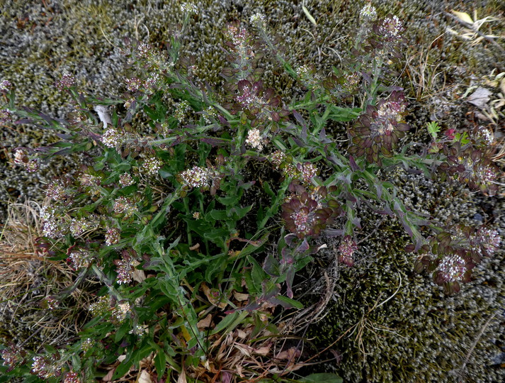 Lepidium heterophyllum