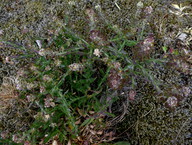 Lepidium heterophyllum