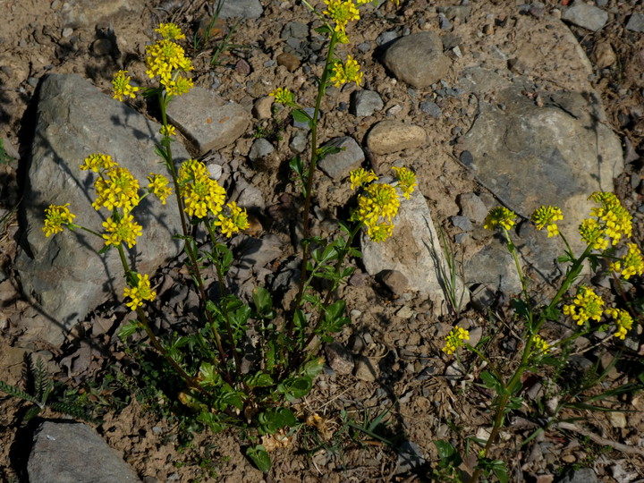 Barbarea vulgaris