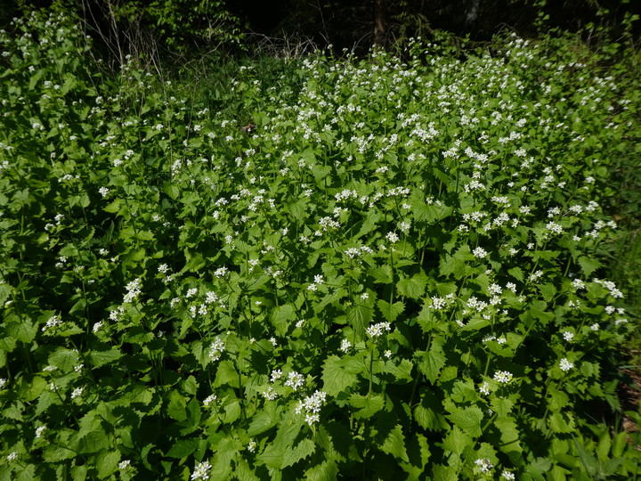 Alliaria petiolata