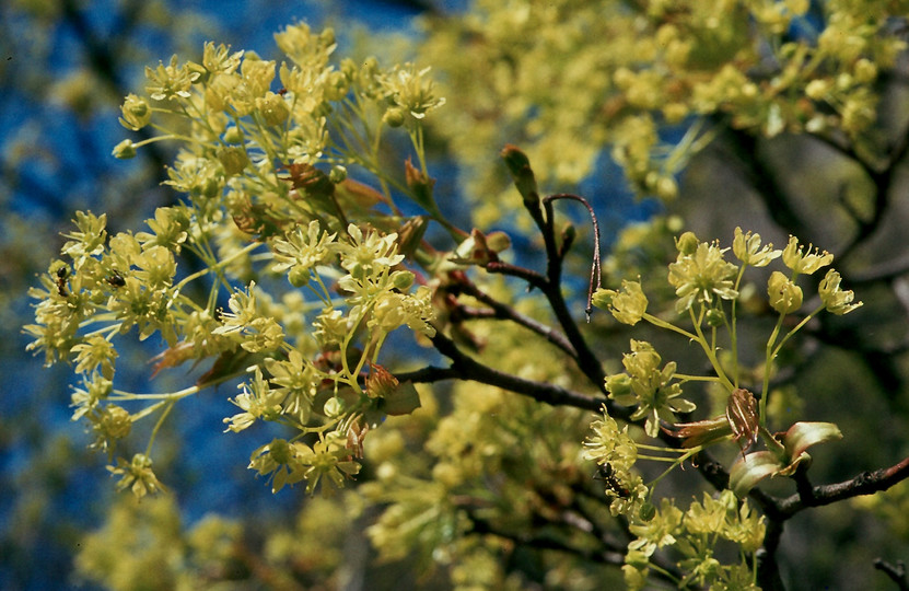 Acer platanoides