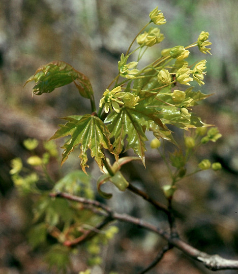 Acer platanoides