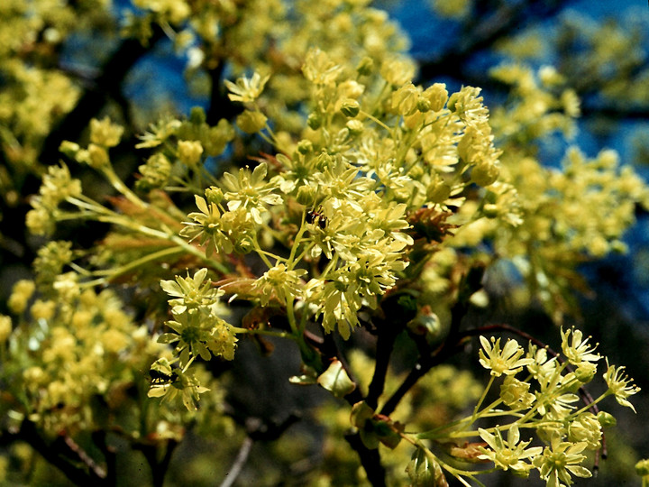 Acer platanoides