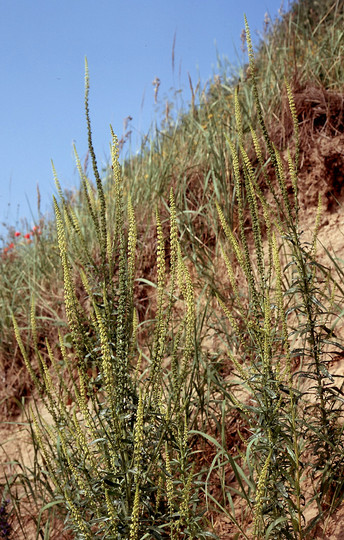 Reseda luteola