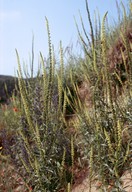 Reseda luteola