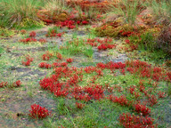 Drosera anglica