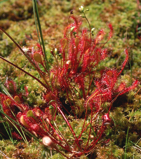 Drosera anglica