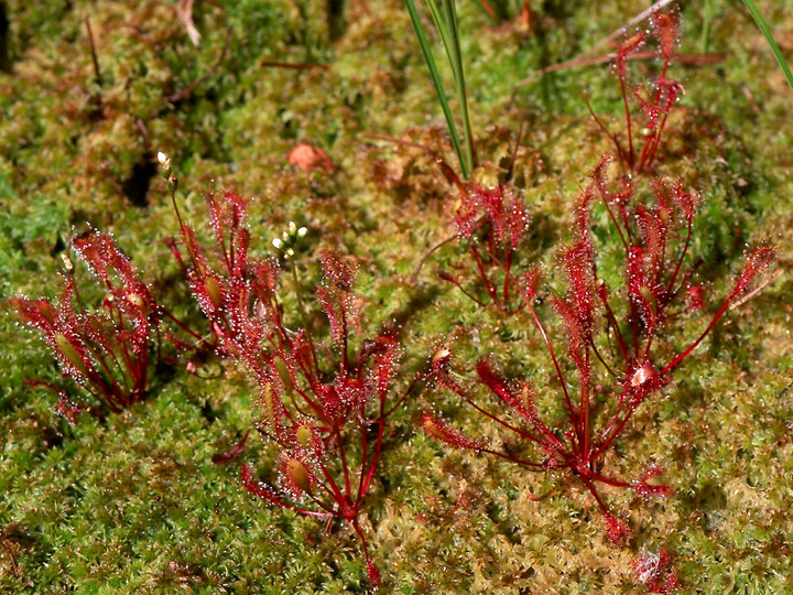 Drosera anglica