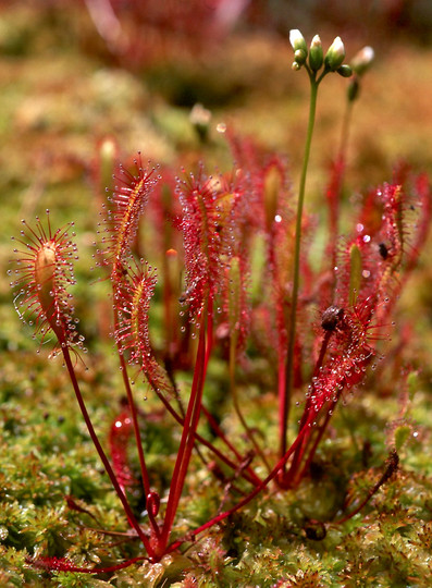 Drosera anglica