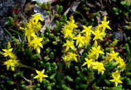 Sedum acre