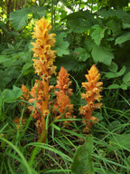 Orobanche lucorum