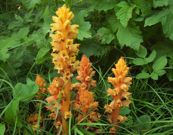 Orobanche lucorum