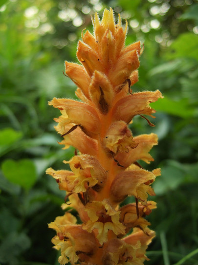 Orobanche lucorum