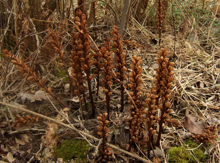 Orobanche lucorum