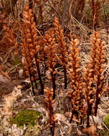 Orobanche lucorum