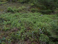 Lycopodium annotinum ssp. annotinum