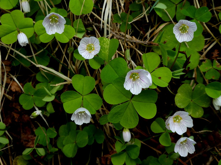 Oxalis acetosella