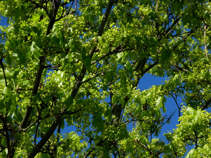 Tilia cordata