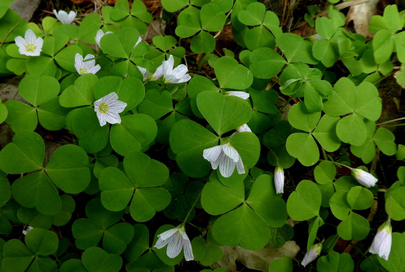 Oxalis acetosella