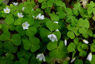 Oxalis acetosella