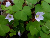 Oxalis acetosella
