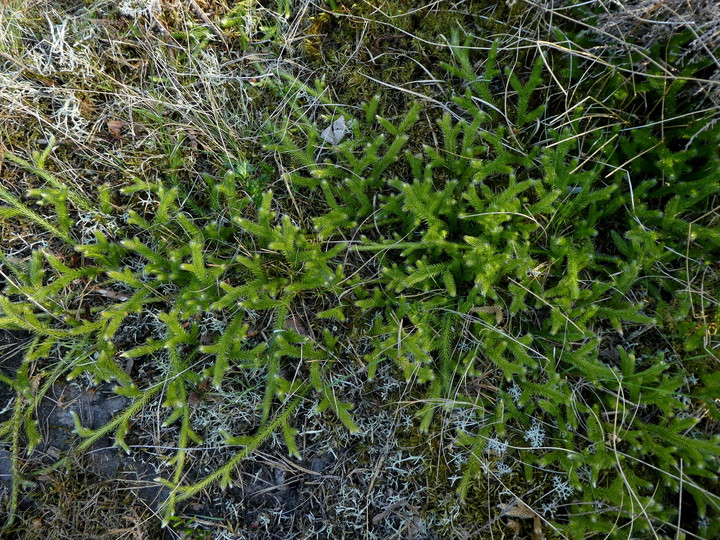 Lycopodium clavatum