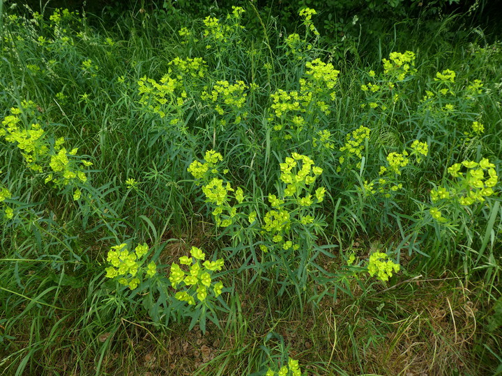 Euphorbia esula