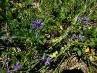 Polygala vulgaris