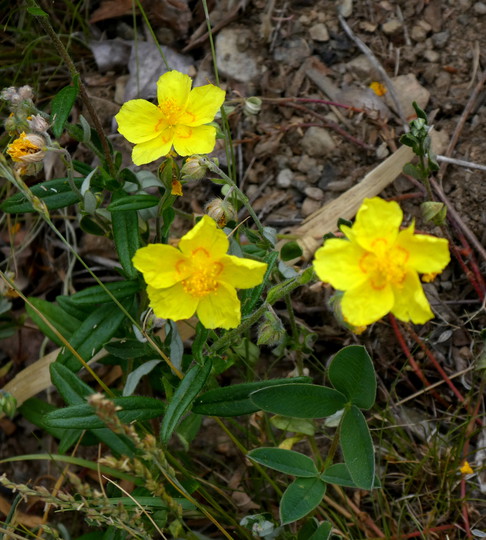 Helianthemum nummularium subsp. nummularium