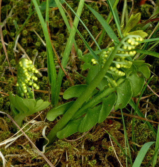 Botrychium lunaria