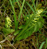 Botrychium lunaria