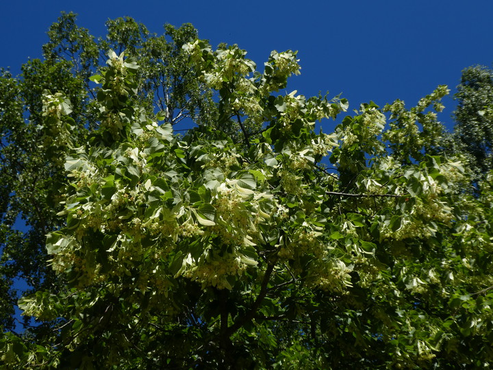 Tilia cordata