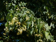 Tilia cordata