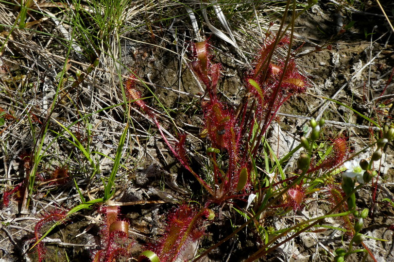 Drosera anglica