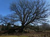 Quercus ruber