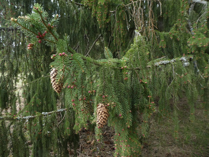 Picea abies