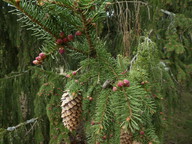 Picea abies