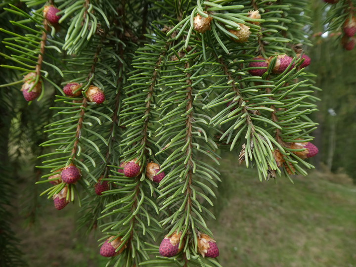 Picea abies