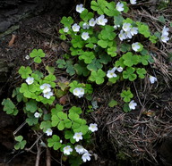 Oxalis acetosella