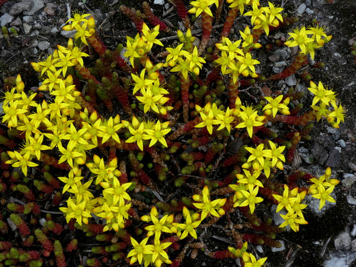 Sedum acre