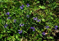 Polygala vulgaris